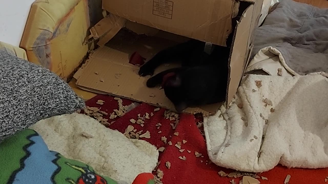 cat in the box