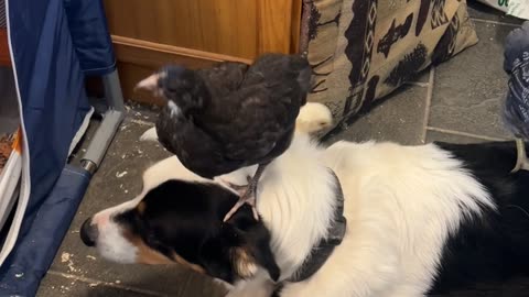 Patient Dogs Lets Chickens Stand on Him