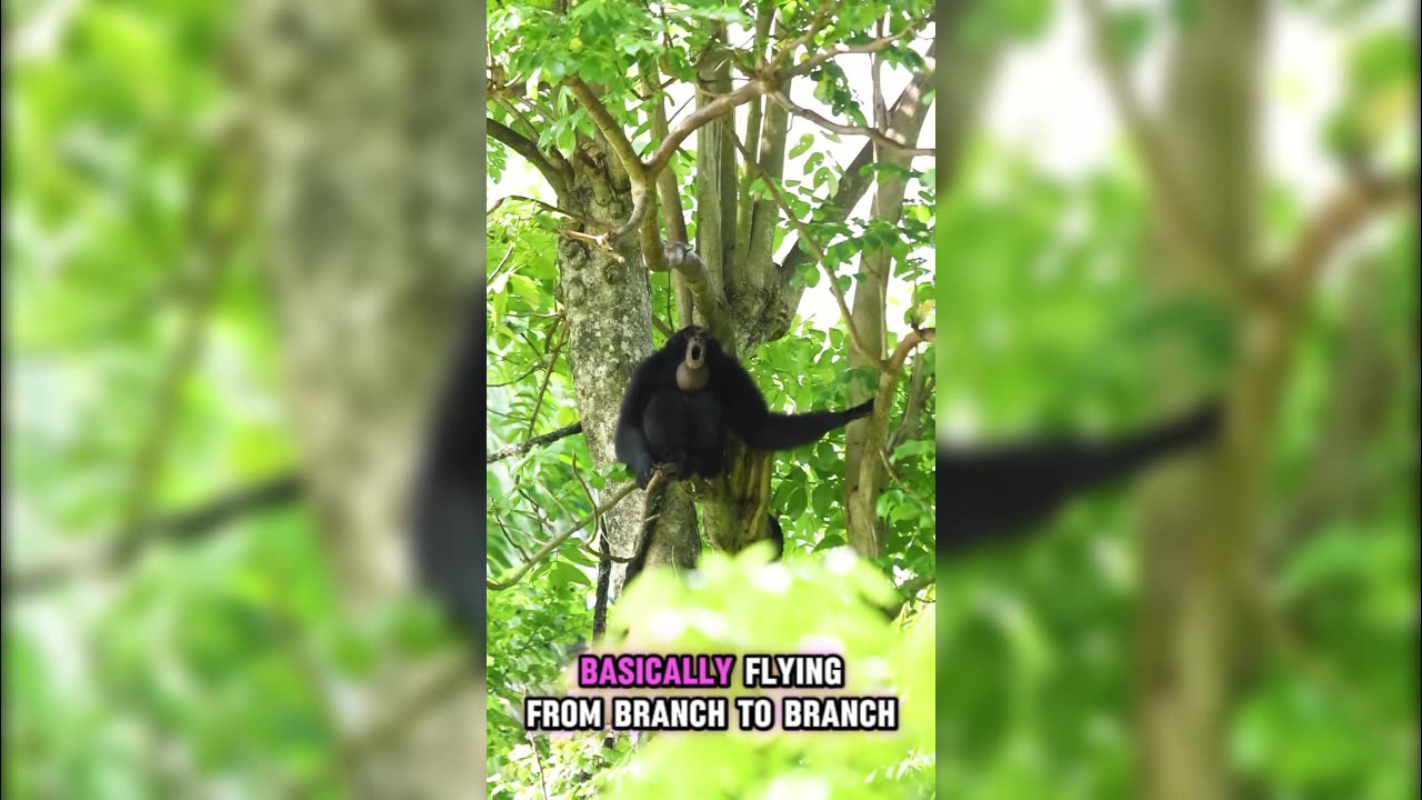 The Siamang: The Loudest Singer of the Rainforest