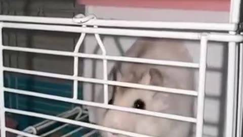 Hamster Gets STUCK in Cage — You Won’t Believe What Happens Next!
