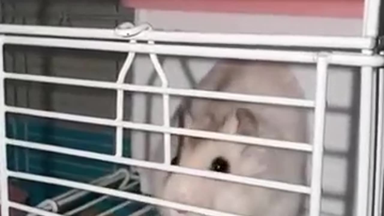 Hamster Gets STUCK in Cage — You Won’t Believe What Happens Next!