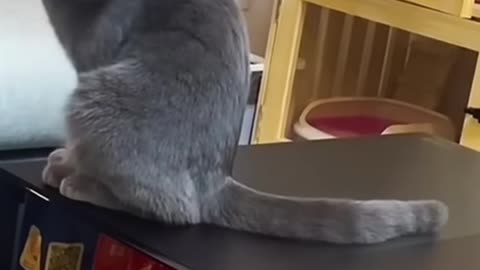 Wow cute cat funny moments