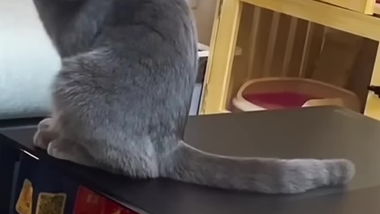 Wow cute cat funny moments