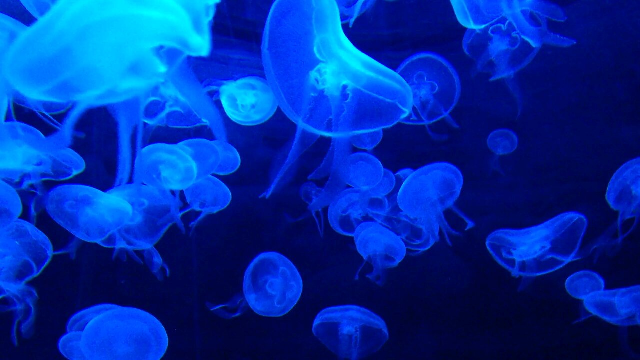 The Mysterious Transparent Glass Squid — Nature’s Underwater Ghost