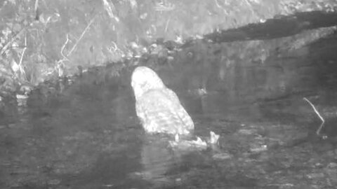 Owl in a Stream at Night