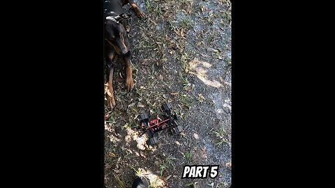 Doberman Victory Lap! 🐾⚡ Pure Barking, Pure Laughter, Pure Chaos