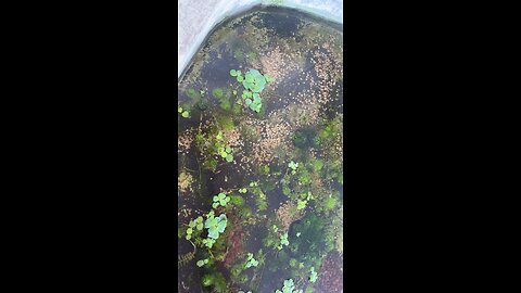 5-Minute Magic: Transform Your Fish Tank into a Jaw‑Dropping Underwater Paradise!