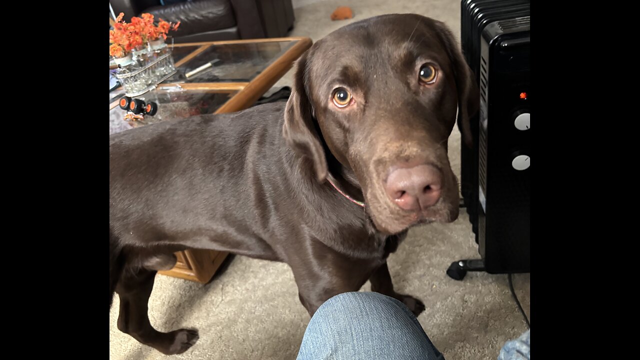 Our Little Four Legged Friends ( Part 1. )