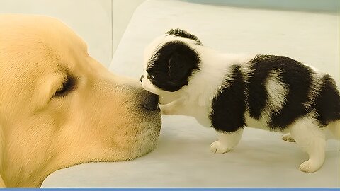 🤣 Funniest Pets of 2025 😂 BEST Animal Videos - Hilarious Cats & Dogs! 🐾 Try Not To Laugh