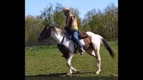 Oakley - fifth ride - fourth under saddle 8 May 2025