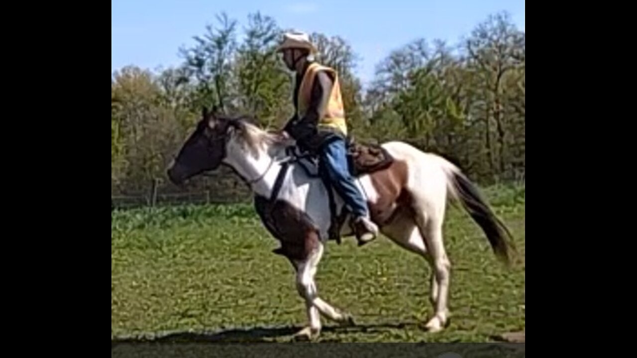 Oakley - fifth ride - fourth under saddle 8 May 2025