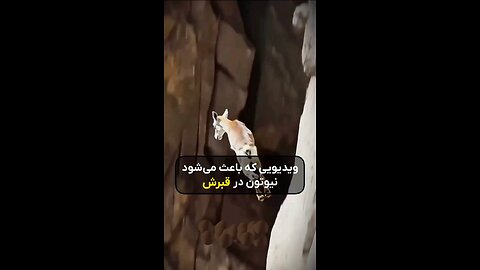 lamb jumping