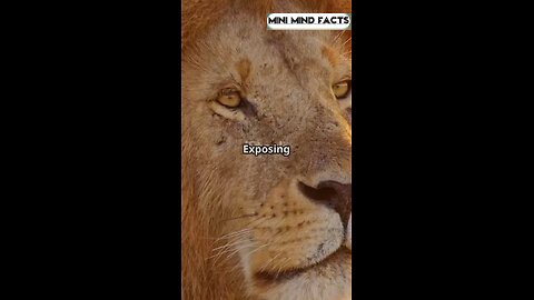 Roaring facts about Lions🦁
