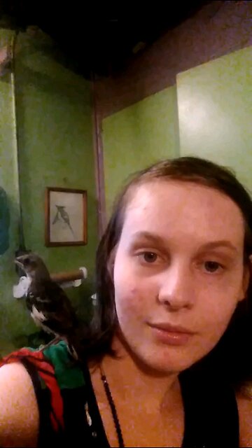 rescued baby birds 2014