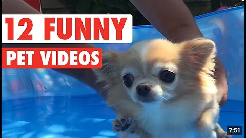12 Funny Pet Videos Compilation 2020