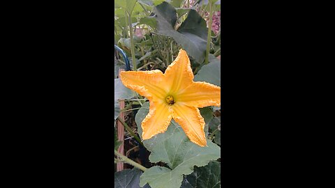 ভ্রমর এর জন্য ফুলেও হাত দেয়া কঠিন 🫩🇺🇸🇧🇩