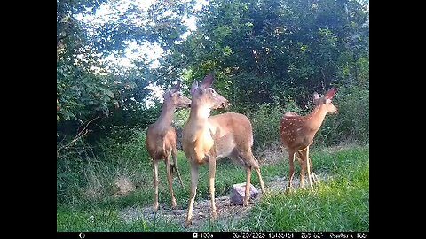 Deer Cam 08 20 2025 Deer On Alert. Game Cam Trail Cam