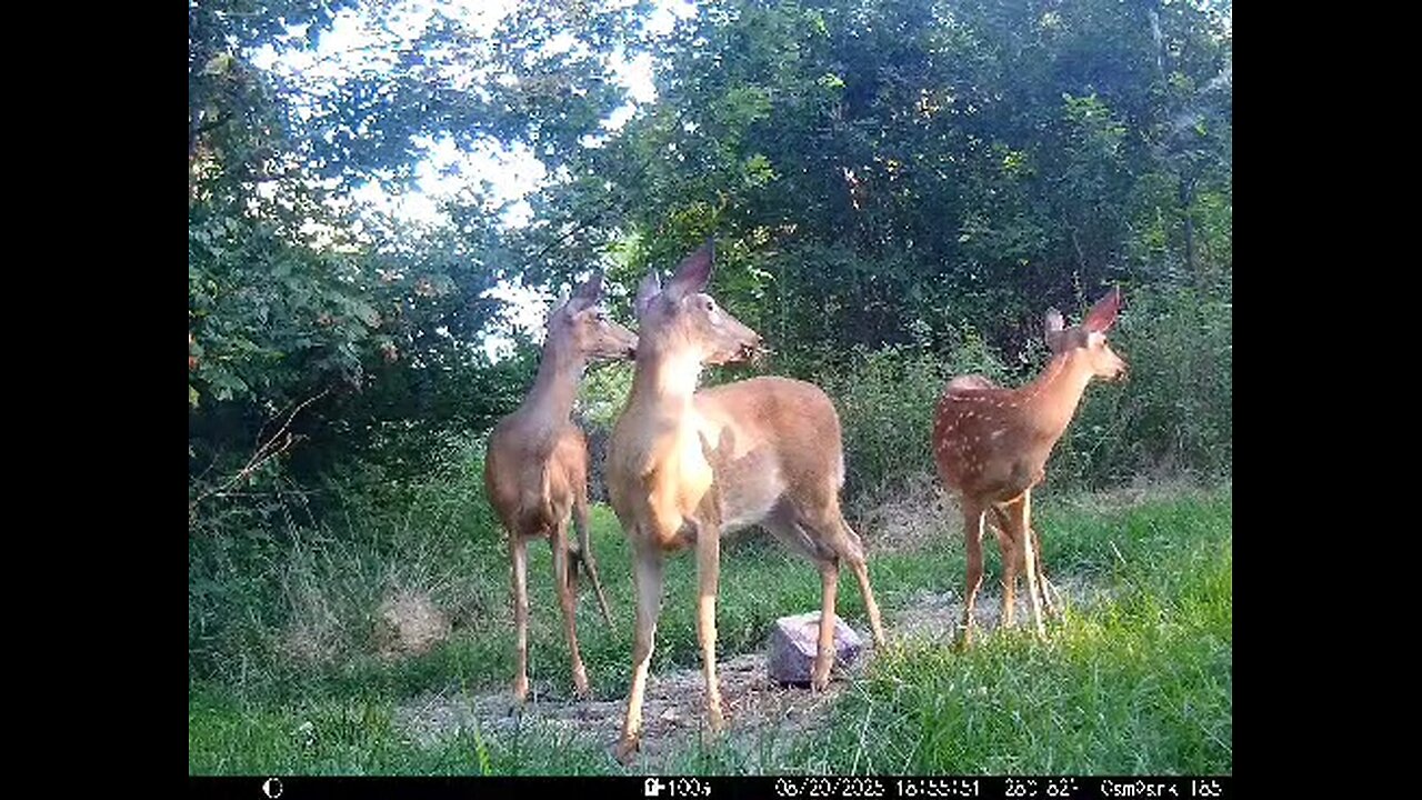 Deer Cam 08 20 2025 Deer On Alert. Game Cam Trail Cam