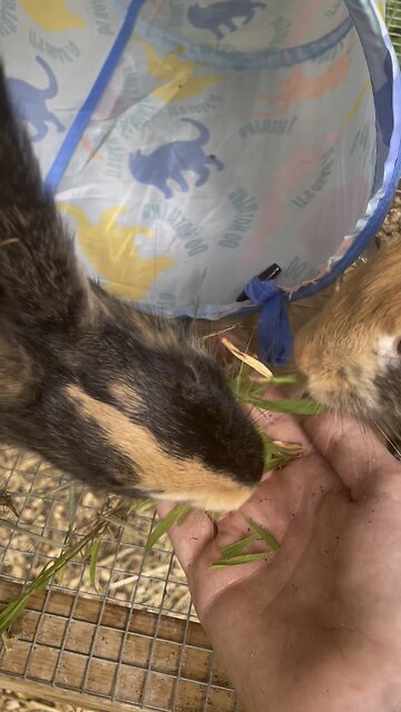 Bunny eats grass from my hands
