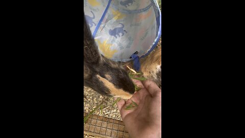 Bunny eats grass from my hands