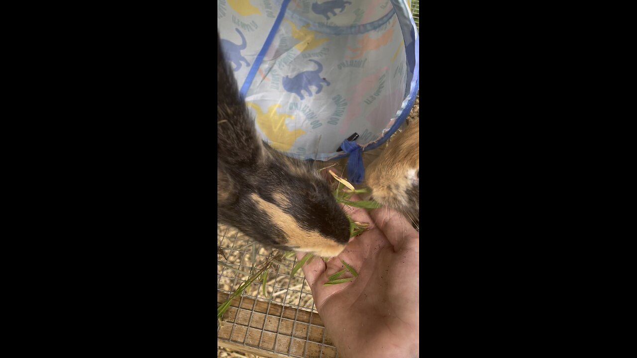 Bunny eats grass from my hands