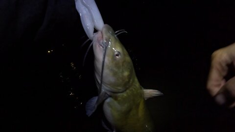 Channel catfish Yakima delta(release)