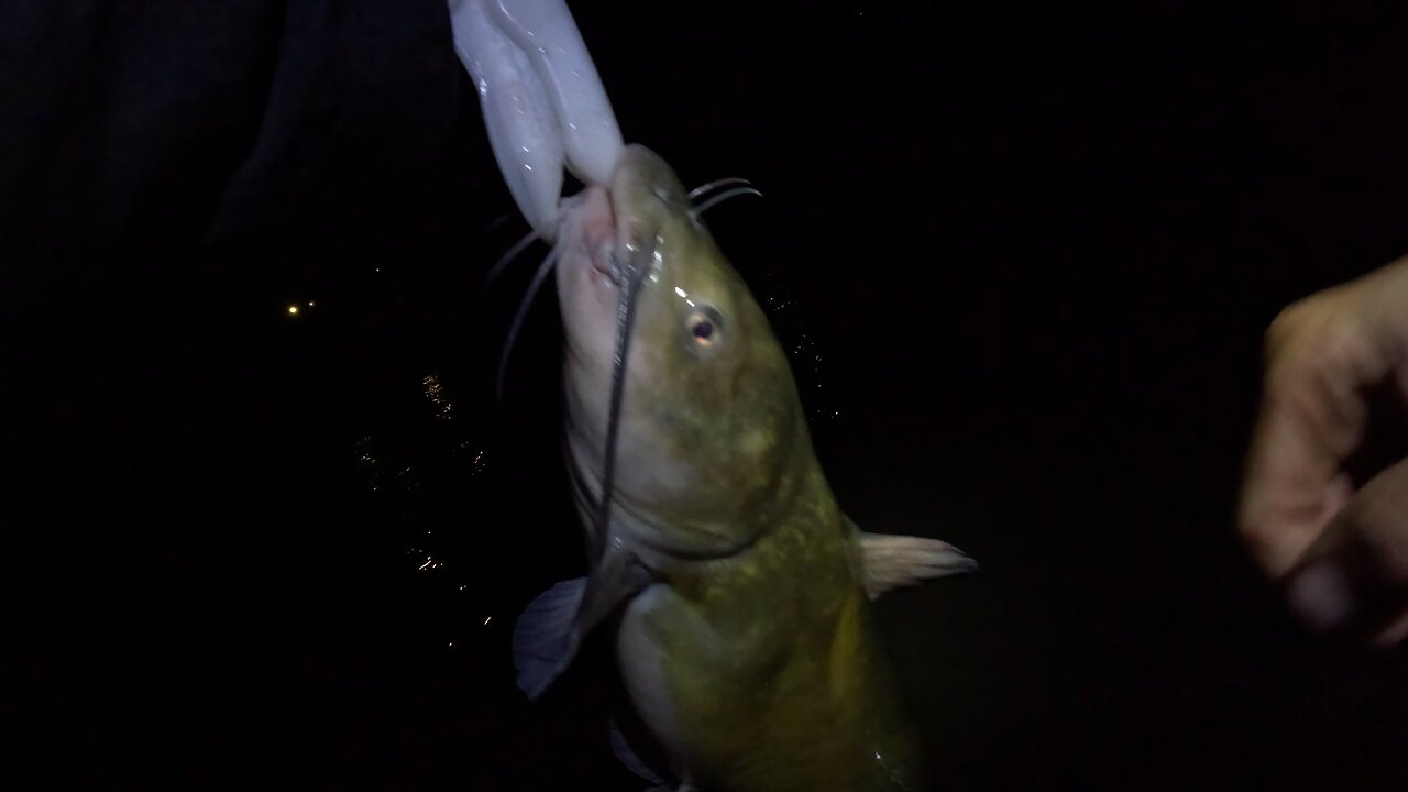 Channel catfish Yakima delta(release)