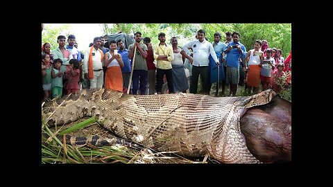 #world long anaconda#🐍🐍🐍⛎⛎😭😱#very dangerous snake