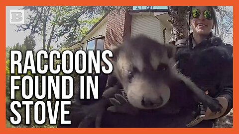 Raccoon Family Saved from Wood-Burning Stove