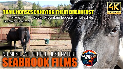Trail Horses Enjoying Their Breakfast: Rocky Mountain Equestrian Lifestyle