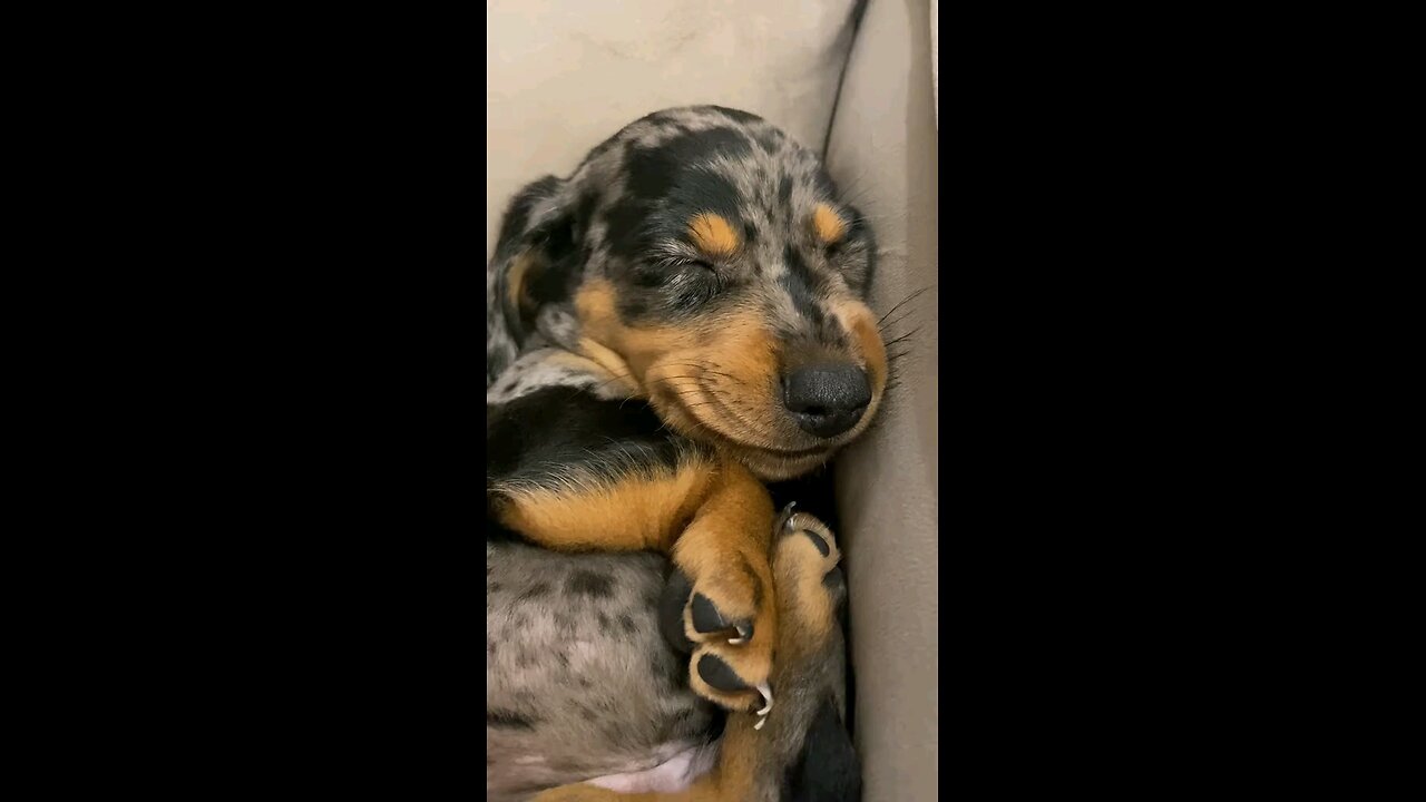 Cute little dog