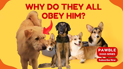 Why Every Dog Bows to King Charles – The Shelter’s Ruthless Alpha
