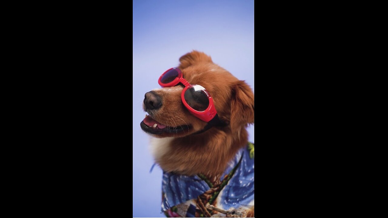 Videos for dogs to watch to relax #cutepets #dogs #doglover #dogshorts #dogvideos #dogstv #dogshow