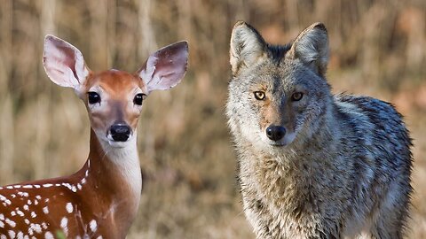 Deer watch