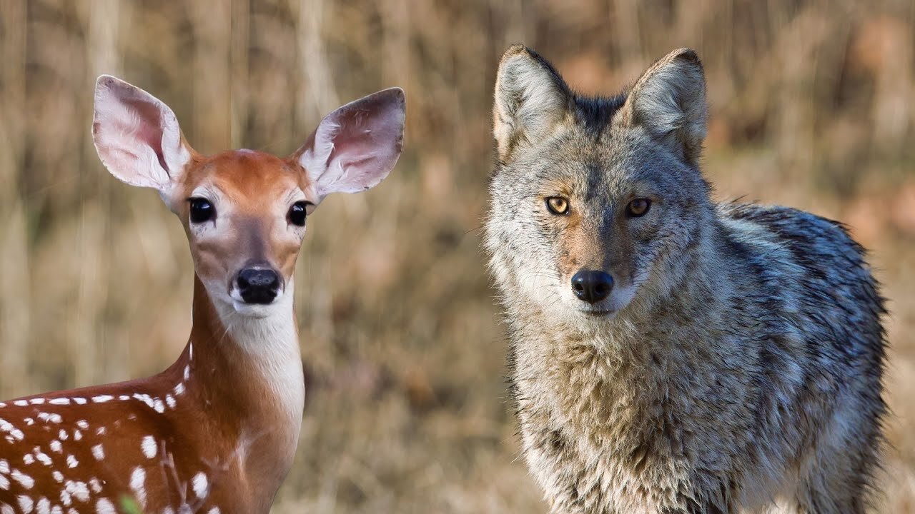 Deer watch