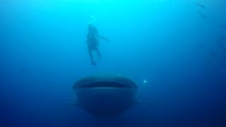 Scuba diver has close call with whale shark cruising right at him