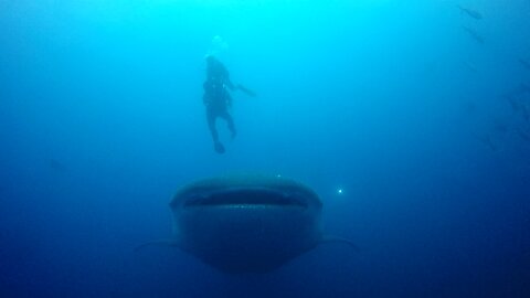 Scuba diver has close call with whale shark cruising right at him