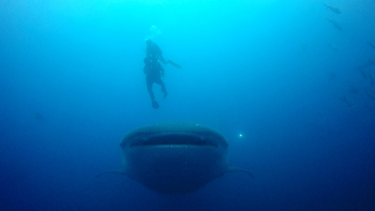 Scuba diver has close call with whale shark cruising right at him