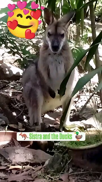 Sistra and the Ducks 🥰🥰 February 7th 2025