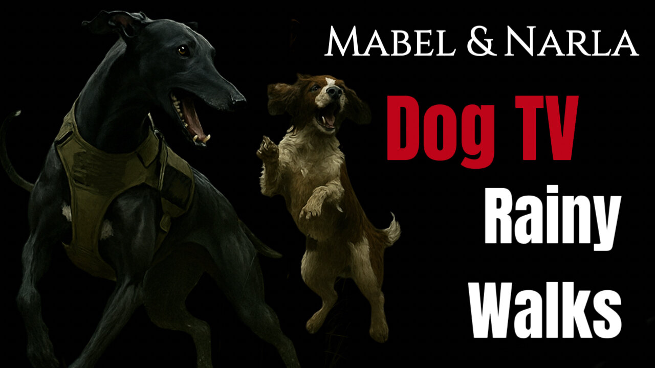 Dog TV: Mabel & Narla Walks | Rainy Walks In An English Woodland | Greyhound POV 4K Walk & Playtime