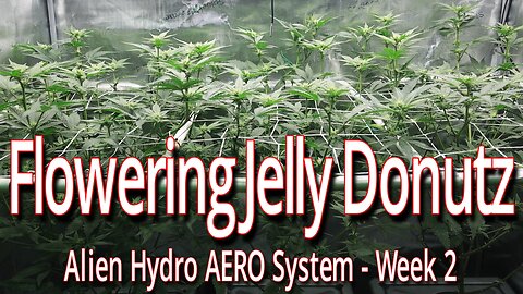 Flowering Jelly Donutz In The Alien Hydro AERO System, Week 2