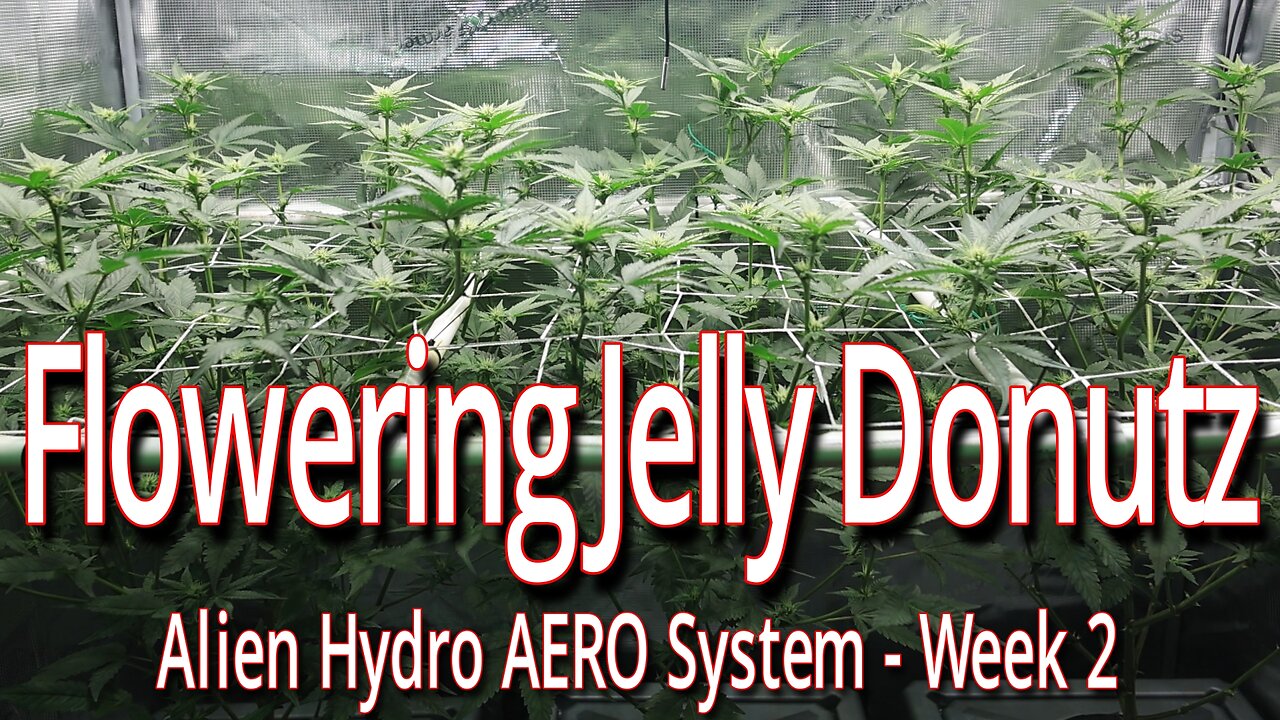 Flowering Jelly Donutz In The Alien Hydro AERO System, Week 2