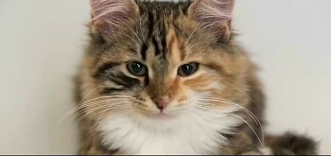 Cats should get annual vaccinations.