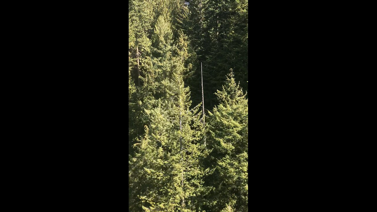 Whistler