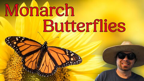 Monarch Butterflies - The Lifecycle
