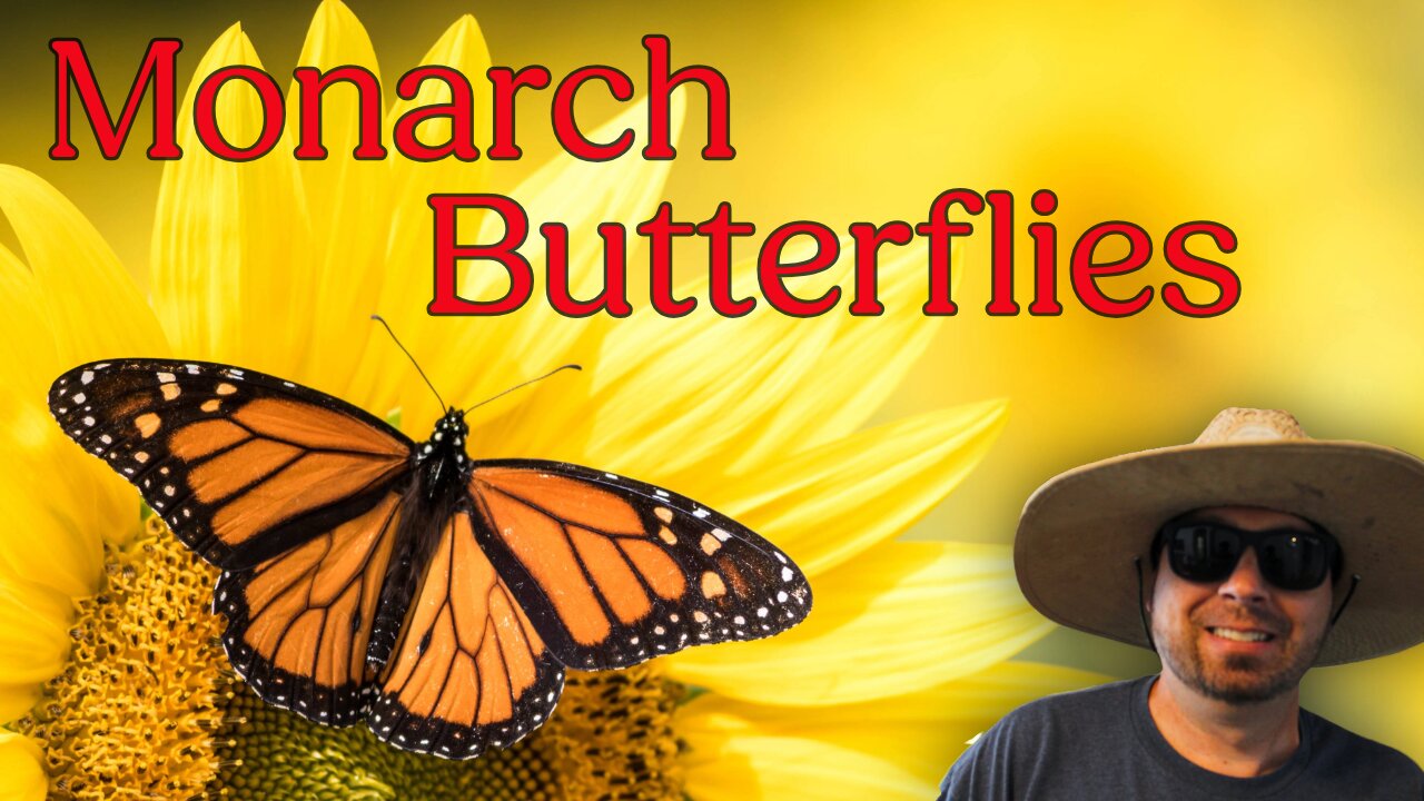 Monarch Butterflies - The Lifecycle