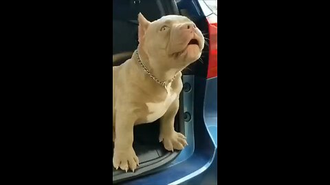 dogs