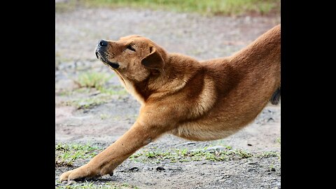 Why Dogs Stretch to Greet Owners Explained
