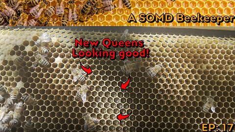 SOMD Beekeeping ep: 17 - Marked Queens, fed and Inspections
