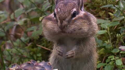 Curious Chipmunk explores the bonfire